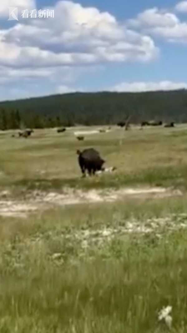 逃跑|野牛突然发狂直奔而来 女子逃跑时摔倒装死自救
