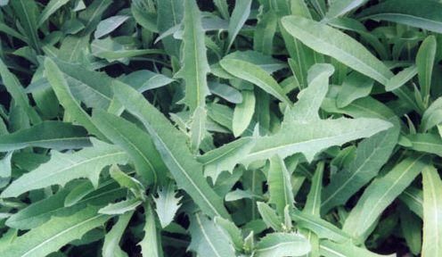 如今|路边随处可见的中草药,看看你认识吗?如今是餐桌上的美味