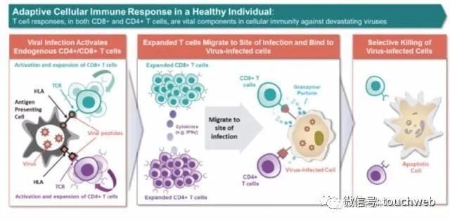  生物科技|生物科技公司AlloVir美国上市：涨49% 市值15.5亿美元