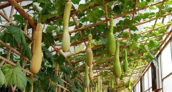 经刀|农村有一种神奇的瓜,一个能吃两个月,经刀砍接着长