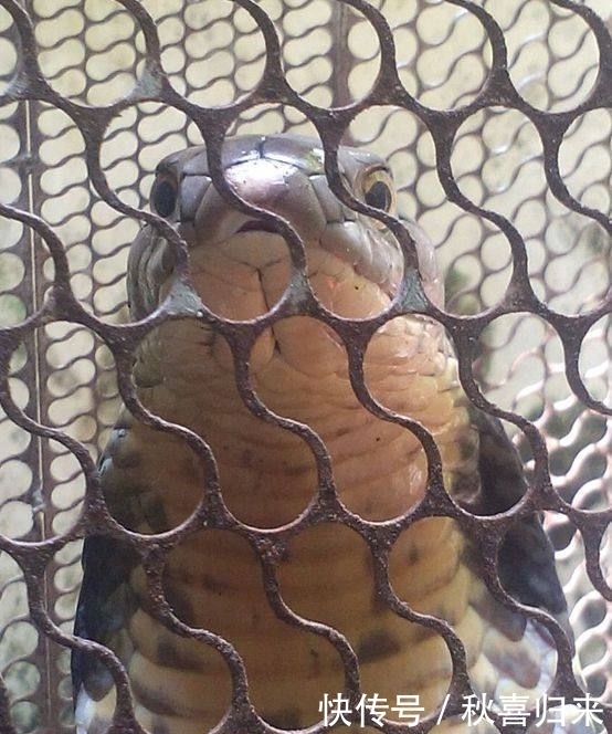 巨型|心痛,农村老汉徒手抓获这条巨型野外生物,结果却因此也害了自己