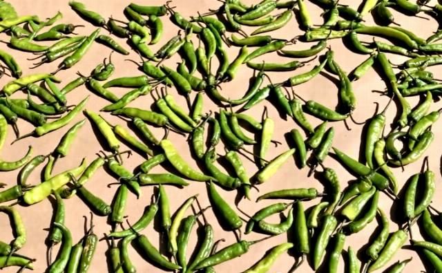  秋天|秋天，此菜正当季，一次囤20斤，晒一晒炒一炒，香辣脆爽，特下饭