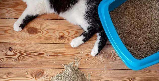  凌晨|“凌晨2点，被我家猫尿床吵醒”：猫咪总尿床，其实是这些原因