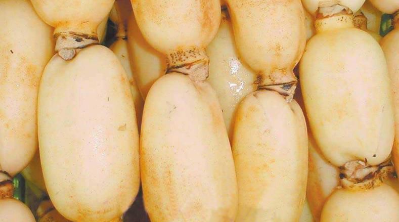  美味|营养美味的莲藕又成了餐桌上的常客，挑选的问题很苦恼，进来看！