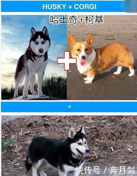 宝宝|斗牛犬爱上哈士奇, 当它们宝宝出生后, 斗牛 这孩子我不要了