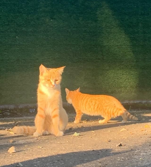 金刚|【看图配话】森林公园小橘猫们，七个金刚葫芦娃