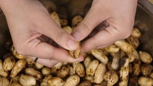  入味|盐水花生多数人第一步就煮错了，学会3招，花生干净入味还省煤气