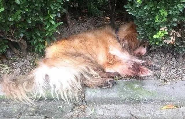  上海|上海首例！遗弃宠物犬被公安机关处罚！如果不爱请别养