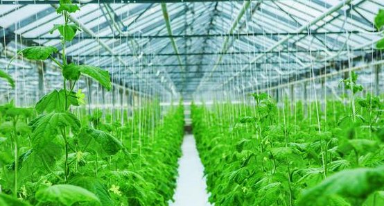  研究|蔬菜种植中植物生长调节剂的应用研究