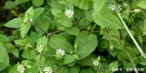 殊不知|1种野草,人称“鹅不食”,农民砍了当柴烧,殊不知,能治咳喘