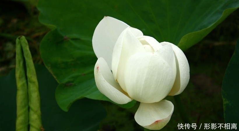 喜多|10月开始,紫气东来,喜多财旺,日子幸福美满的四大生肖