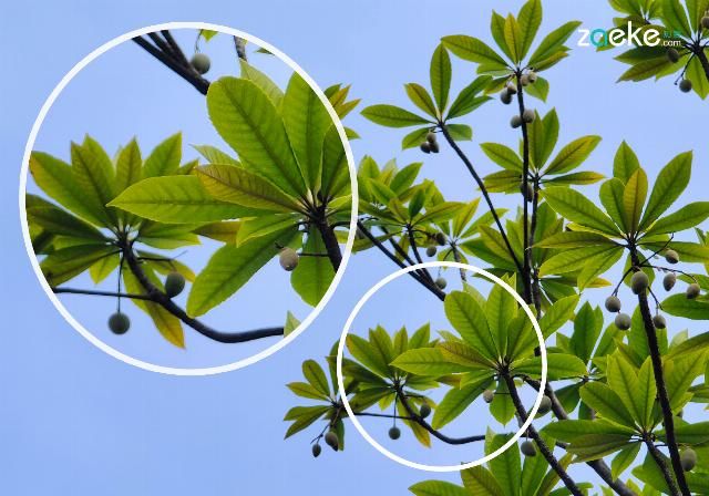  X50|vivo X50 Pro+ 拍照专项评测：强悍如此，堪称炫技