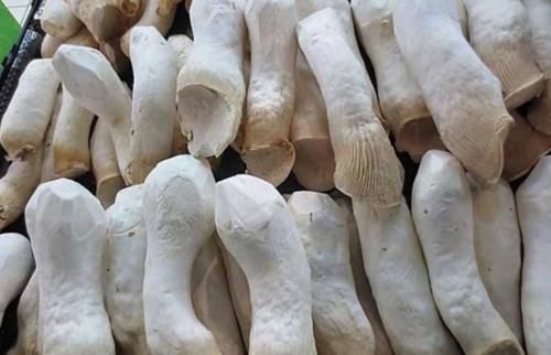  购买|买杏鲍菇时，挑粗的还是挑细的？菜农说漏了嘴，以后别再乱买了