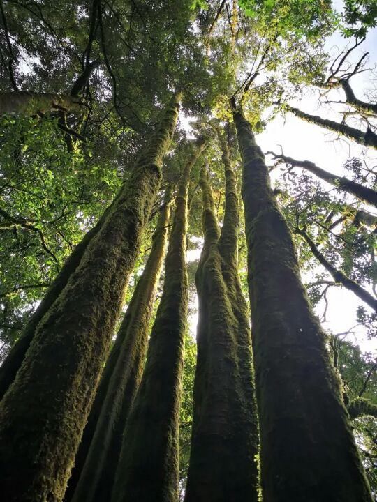  中国|高黎贡山 | 中国五星级观鸟胜地，你知道吗？