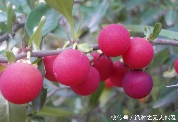 樱桃|这种野果子,很多人都以为是樱桃,但是味道比樱桃好多了