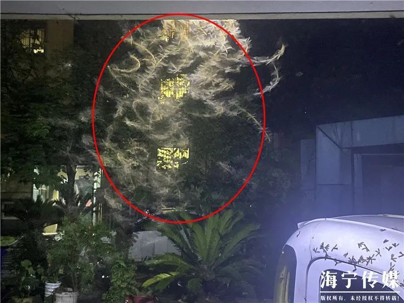  暴雨|头皮发麻！暴雨过后，多处出现小飞虫！