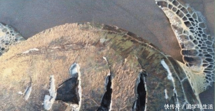  看清|乌龟趴在岸边奄奄一息，男子走近看清后，不禁湿了眼眶