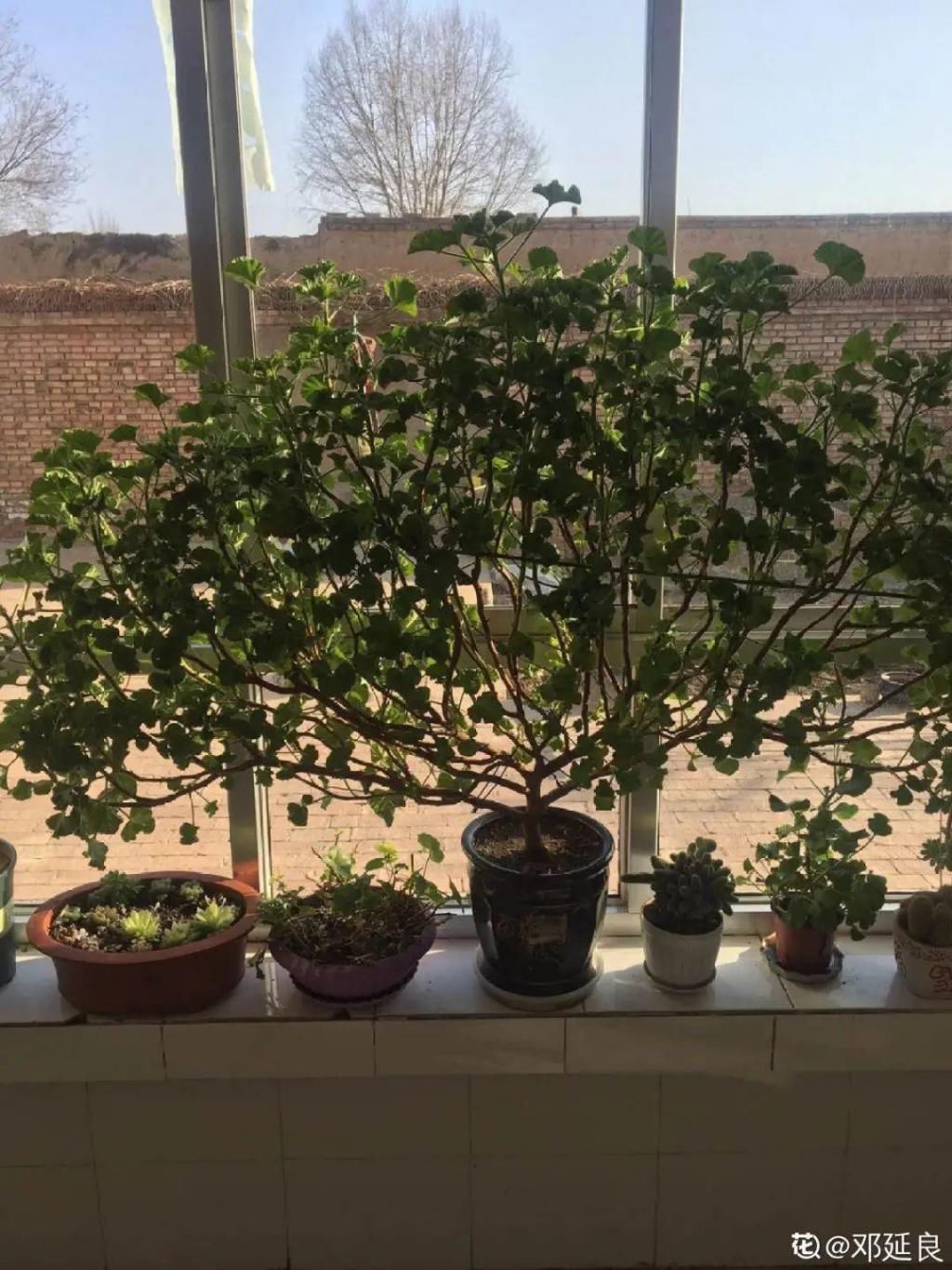 养成|最大的长寿老桩，7年时间，养成盆景！