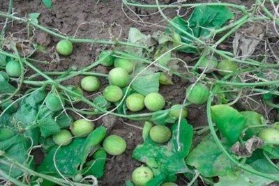 老人|玉米地中的小西瓜,过去老人常说有毒不能吃,如今一斤价格40元