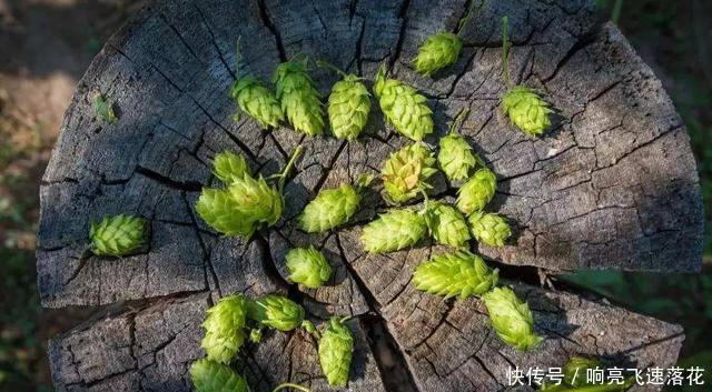 民间|它是制作啤酒的材料,目前100元一斤,民间山里就有,认识吗