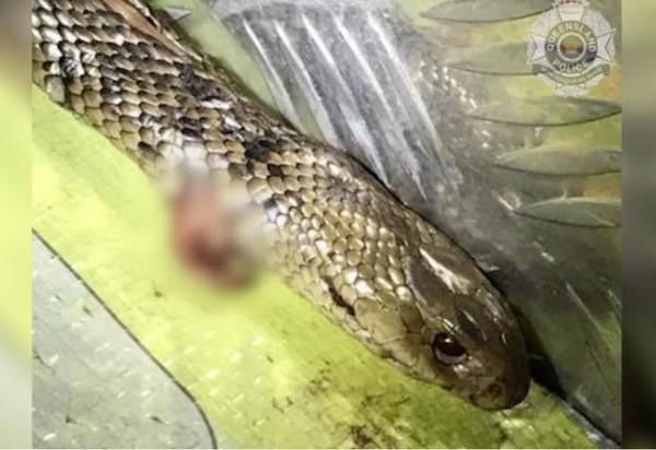 眼镜蛇|遭“拟眼镜蛇”攻击!男子以为中剧毒快死,时速123公里赶到往医院!