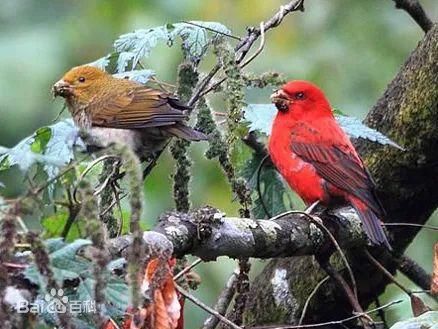  中国|高黎贡山 | 中国五星级观鸟胜地，你知道吗？