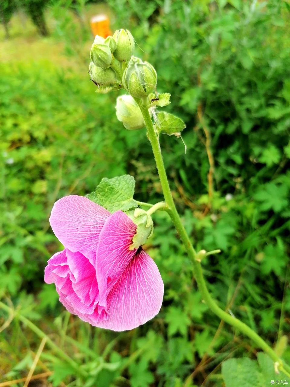 蜀葵|盛夏赏蜀葵，观花心情爽！