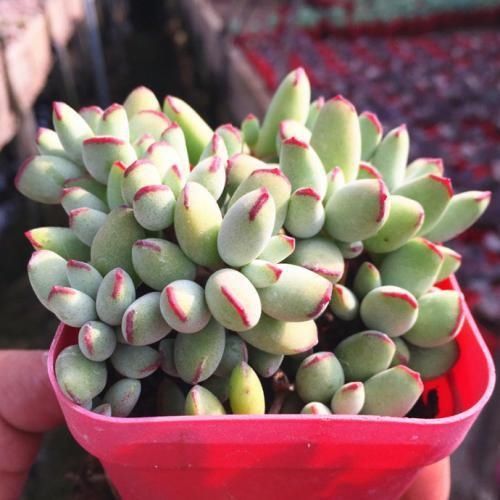  些多肉|多肉叶片出现一层白粉？恭喜