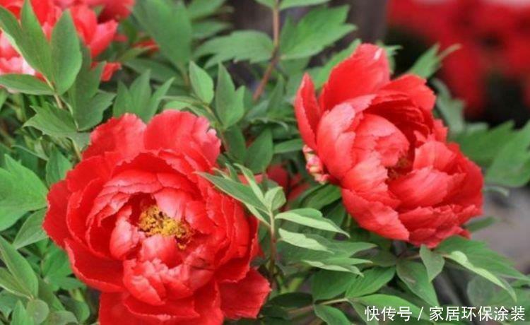 财运|自带福运的4种花,开花漂亮财运来,盛开时繁花似锦