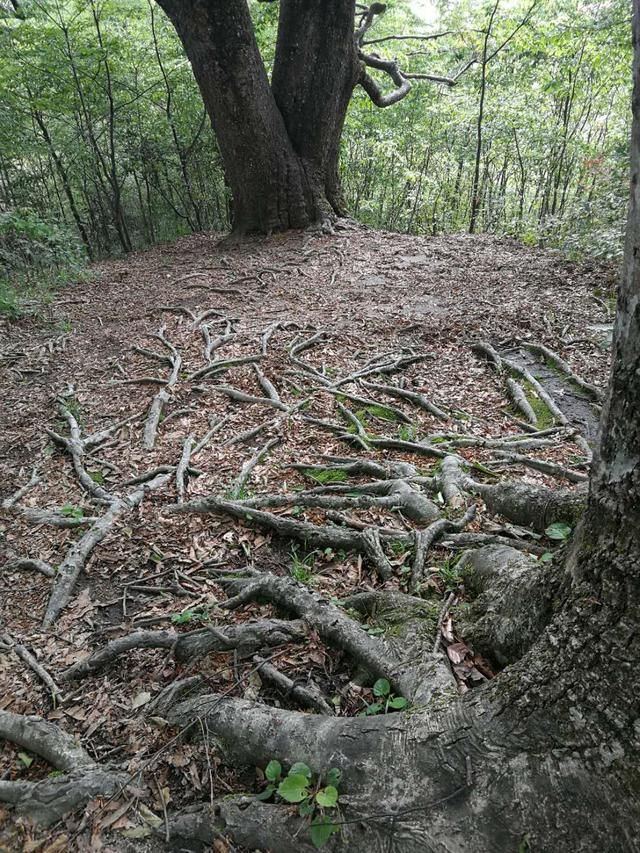 崇木|崇木凼村：与“古树”相生相成