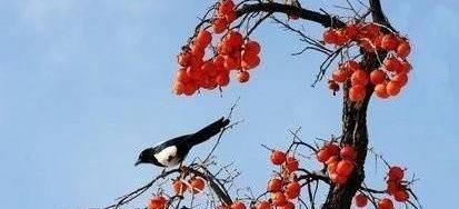 三世|老人说“门前种三树，家兴富三世”到底是哪“三树”