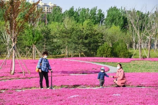 因不|应对举措出台,昌平这处“网红花海”不再因不文明行为“受伤”