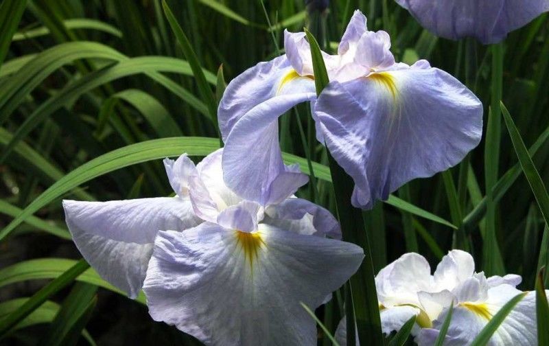 一帆风顺|下半年事业一帆风顺，还将如愿收获爱情果实的4大星座