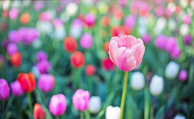 运势|7月10号后,运势如虹,喜事成双,天天开口笑的生肖