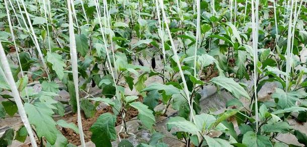 栽培技术|茄子种植栽培技术要点,以及科学化田间管理,进来看看