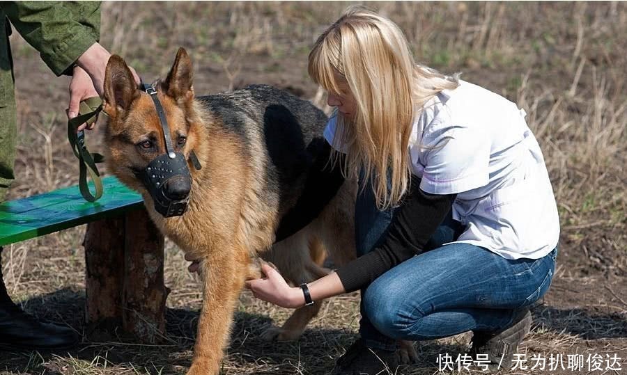 朋友|二战军犬隐忍八年，巡逻时碰到一个德军后，发疯似的猛扑过来！