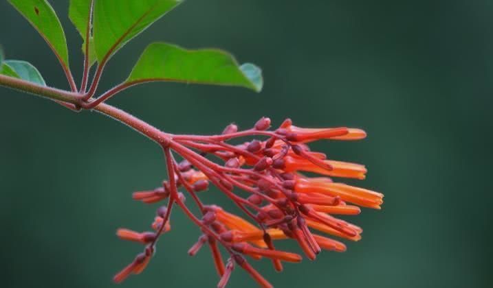  四大|8月开始财运最旺，脚踏祥云，事业大顺，福星高照的四大生肖