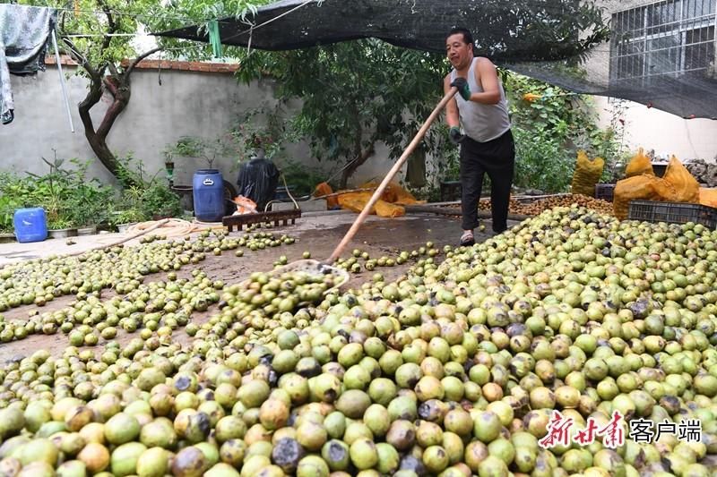  实施|甘肃推动实施“六大特色农业产业”精准脱贫追踪报道之四