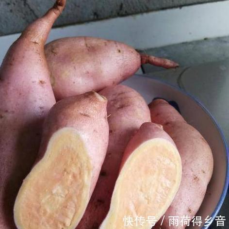 不腻|蒸红薯时,别直接用水蒸!记住这5点,个个清甜香软,嫩滑不腻人