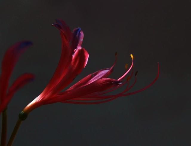  同步|美成梦中幻境！杭州这种花进入盛花期，2020植物园石蒜花展同步开启