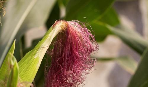  食物|还在为尿酸高而烦恼吗？每天吃6种食物，轻松降尿酸