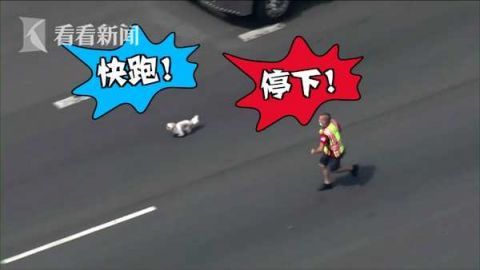  追逐|两车相撞宠物狗逃窜 高速上演“人狗追逐大战”