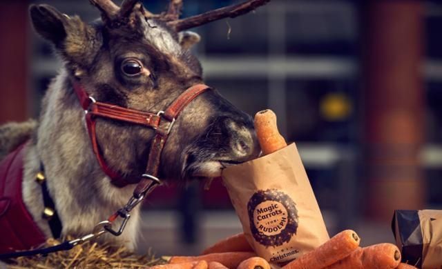 人类|圣诞老人用来拉雪橇的驯鹿,在人类这边,原来有另外的用途!