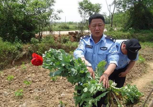 十恶不赦|中国此地合法种植“罂粟”，规模高达一千亩，需武警全天看守