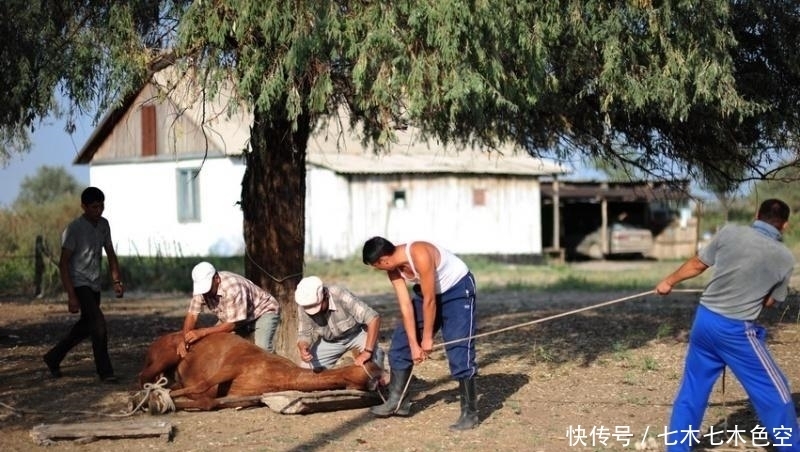 原因|为什么马肉不能吃? 马肉真的又酸又臭吗? 其实原因很简单!