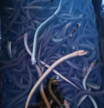  犹如|珠江边又有人放生，30多个泡沫箱犹如身临“海鲜市场”