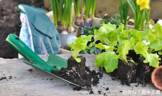 在家|在家种个菜都这么美,还要什么花园?