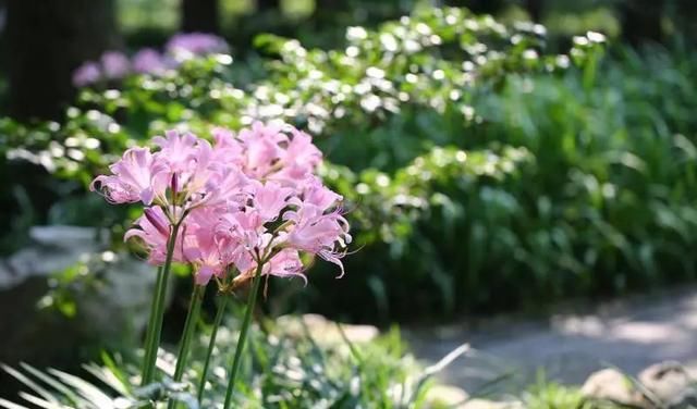  石蒜|申城公园石蒜花“乘风破浪”后，绽开笑颜进入花期