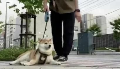 懒到|不想走了!废柴瘫软一地懒到回不了家,网笑:是放假的我