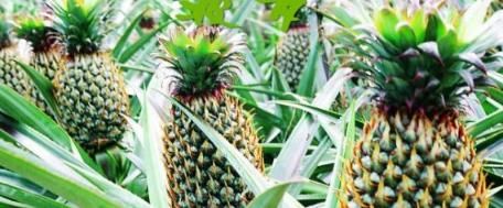 此些|常吃菠萝会收获什么好处？吃完菠萝后不要碰此些东西，会引起中毒